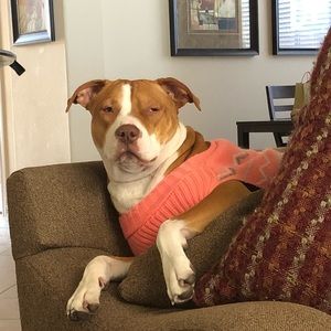 Meet your Posher, Dallas